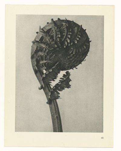 terv tanulmány A művészet archetípusai (sorozat címe) alkotó: Karl Blossfeldt