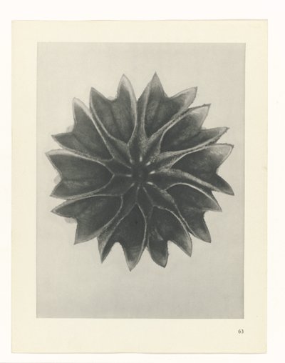 terv tanulmány A művészet archetípusai (sorozat címe) alkotó: Karl Blossfeldt