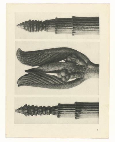 terv tanulmány A művészet archetípusai (sorozat címe) alkotó: Karl Blossfeldt