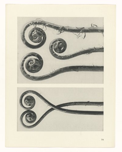 terv tanulmány A művészet archetípusai (sorozat címe) alkotó: Karl Blossfeldt