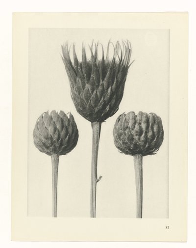 terv tanulmány A művészet archetípusai (sorozat címe) alkotó: Karl Blossfeldt