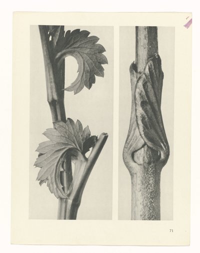 terv tanulmány A művészet archetípusai (sorozat címe) alkotó: Karl Blossfeldt
