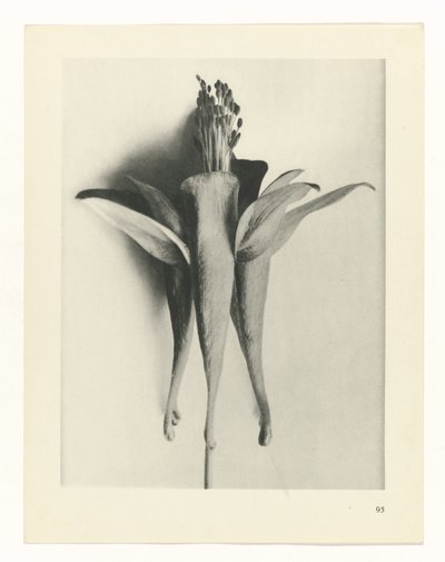 terv tanulmány A művészet archetípusai (sorozat címe) alkotó: Karl Blossfeldt