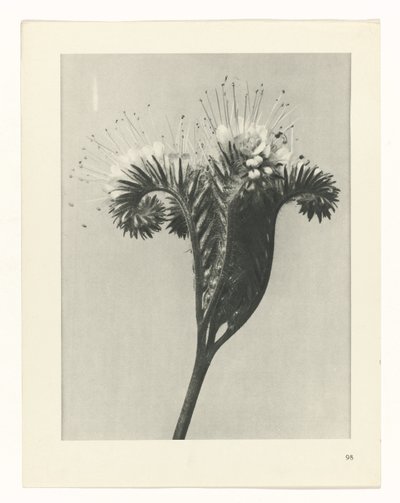 terv tanulmány A művészet archetípusai (sorozat címe) alkotó: Karl Blossfeldt