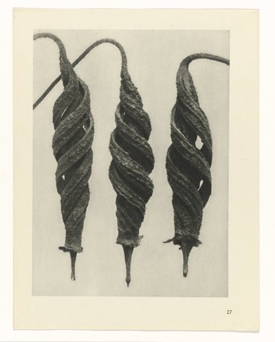 terv tanulmány A művészet archetípusai (sorozat címe) alkotó: Karl Blossfeldt