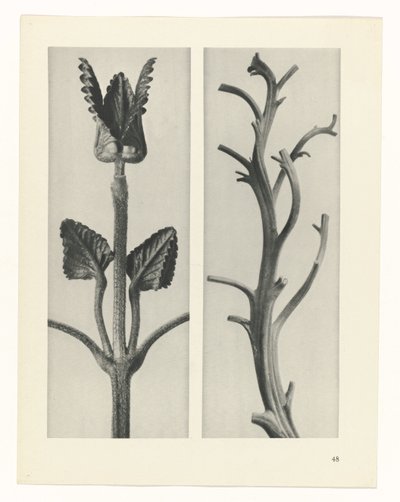 terv tanulmány A művészet archetípusai (sorozat címe) alkotó: Karl Blossfeldt
