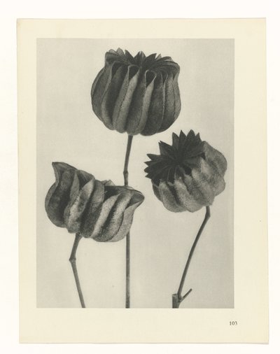 terv tanulmány A művészet archetípusai (sorozat címe) alkotó: Karl Blossfeldt