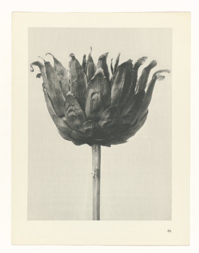 terv tanulmány A művészet archetípusai (sorozat címe) alkotó: Karl Blossfeldt