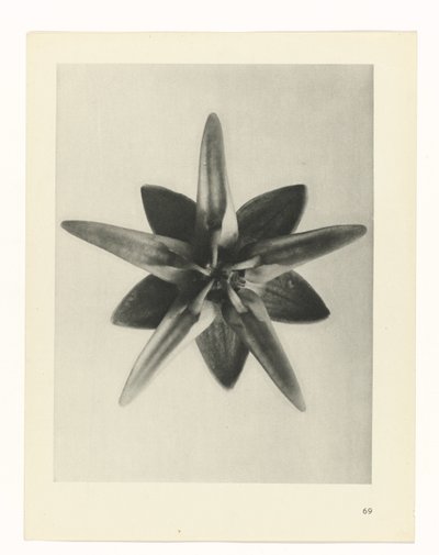 terv tanulmány A művészet archetípusai (sorozat címe) alkotó: Karl Blossfeldt