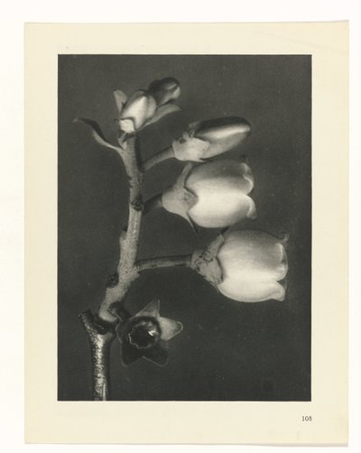terv tanulmány A művészet archetípusai (sorozat címe) alkotó: Karl Blossfeldt
