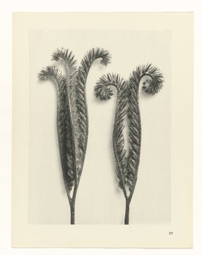 terv tanulmány A művészet archetípusai (sorozat címe) alkotó: Karl Blossfeldt