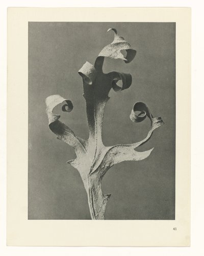 terv tanulmány A művészet archetípusai (sorozat címe) alkotó: Karl Blossfeldt