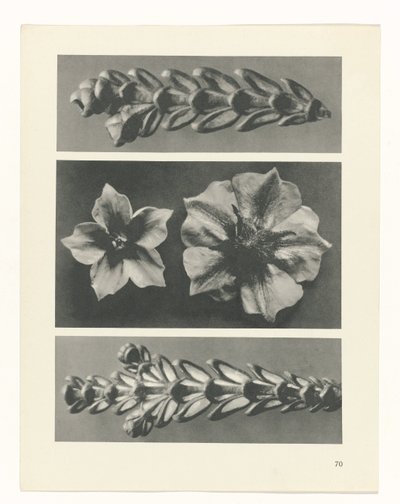 terv tanulmány A művészet archetípusai (sorozat címe) alkotó: Karl Blossfeldt