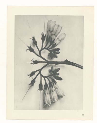 terv tanulmány A művészet archetípusai (sorozat címe) alkotó: Karl Blossfeldt