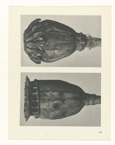 terv tanulmány A művészet archetípusai (sorozat címe) alkotó: Karl Blossfeldt