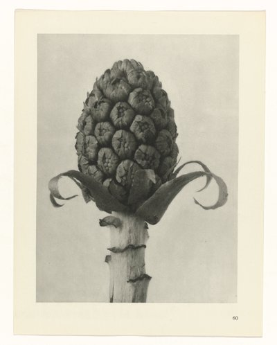 terv tanulmány A művészet archetípusai (sorozat címe) alkotó: Karl Blossfeldt