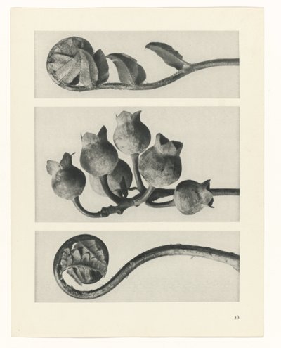 terv tanulmány A művészet archetípusai (sorozat címe) alkotó: Karl Blossfeldt