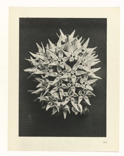 terv tanulmány A művészet archetípusai (sorozat címe) alkotó: Karl Blossfeldt