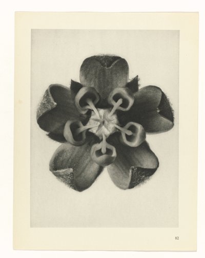 terv tanulmány A művészet archetípusai (sorozat címe) alkotó: Karl Blossfeldt