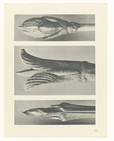 terv tanulmány A művészet archetípusai (sorozat címe) alkotó: Karl Blossfeldt