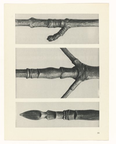 terv tanulmány A művészet archetípusai (sorozat címe) alkotó: Karl Blossfeldt