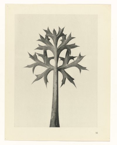 terv tanulmány A művészet archetípusai (sorozat címe) alkotó: Karl Blossfeldt