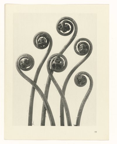 terv tanulmány A művészet archetípusai (sorozat címe) alkotó: Karl Blossfeldt