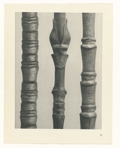 terv tanulmány A művészet archetípusai (sorozat címe) alkotó: Karl Blossfeldt