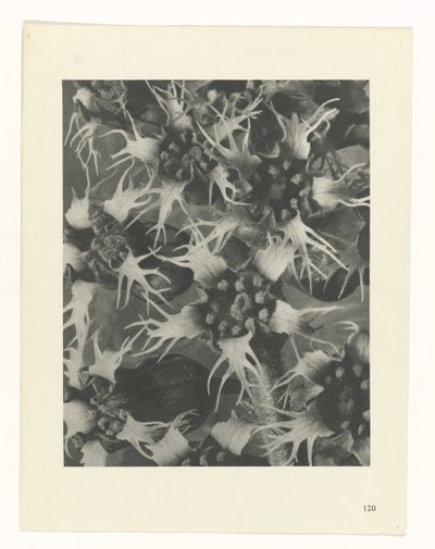 terv tanulmány A művészet archetípusai (sorozat címe) alkotó: Karl Blossfeldt