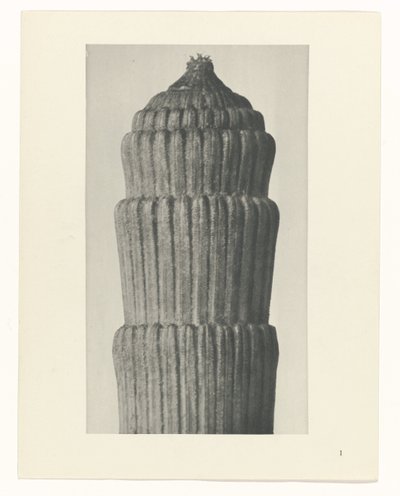 Tervtanulmány, Equisetum hiemale A művészet archetípusai (sorozat címe) alkotó: Karl Blossfeldt