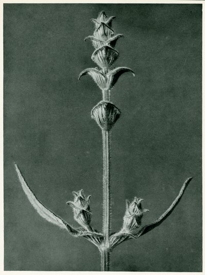 Salvia, 1929 (fotogravír) alkotó: Karl Blossfeldt