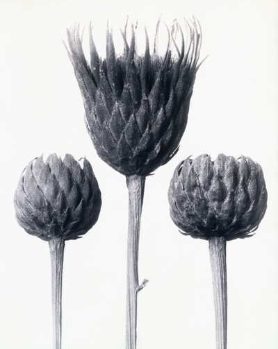 Serratula Nudicaulis (csupasz szárú közönséges fűrészfű), 1928 körül (zselatin ezüst nyomat) alkotó: Karl Blossfeldt