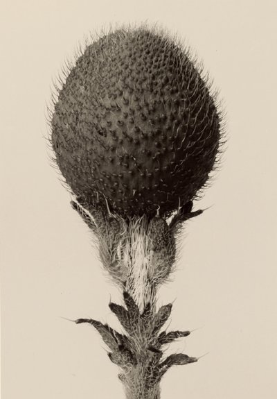 [Tüskés hagymás növény] alkotó: Karl Blossfeldt