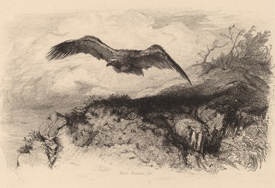 Sas repülés közben. alkotó: Karl Bodmer