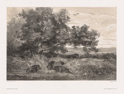 Állatok és táj a természet után: Vaddisznó a tóban alkotó: Karl Bodmer