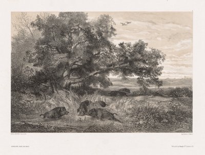 Állatok és táj a természet után: Vaddisznó a tóban, c. 1850. alkotó: Karl Bodmer