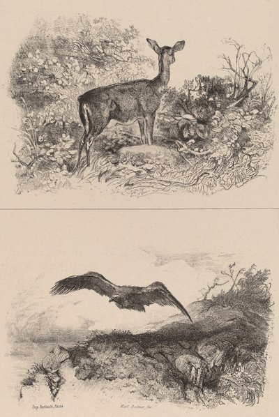 Doe, Eagle. alkotó: Karl Bodmer
