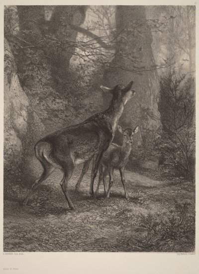 Szarvastehén és borjú alkotó: Karl Bodmer