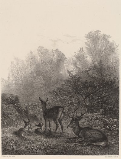 Szarvas pihen alkotó: Karl Bodmer