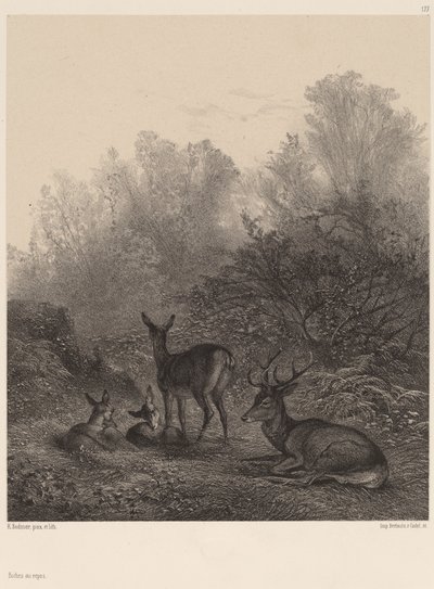 Szarvas pihen alkotó: Karl Bodmer
