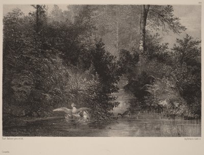 Kacsák alkotó: Karl Bodmer