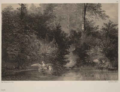 Kacsák alkotó: Karl Bodmer
