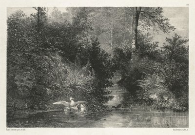 Canards Ducks. alkotó: Karl Bodmer