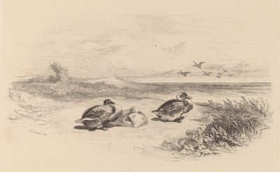 Vadkacsák. alkotó: Karl Bodmer