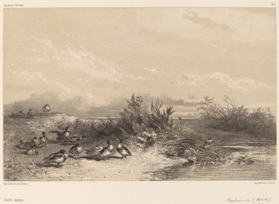 Vadkacsák. alkotó: Karl Bodmer