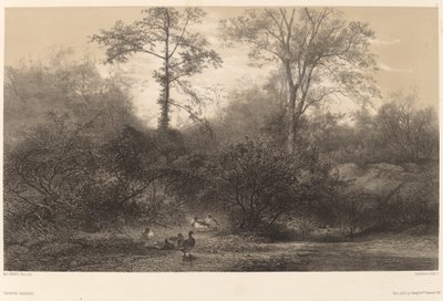 Vadkacsák. alkotó: Karl Bodmer