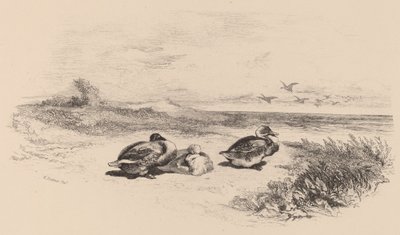 Vadkacsák. alkotó: Karl Bodmer