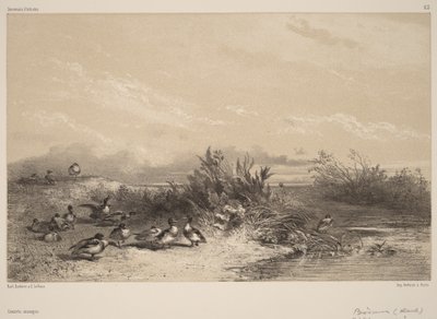 Vadrécék alkotó: Karl Bodmer