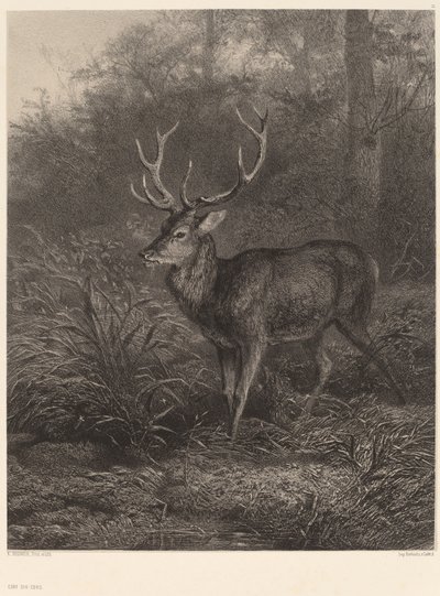 Cerf Dix-Cors alkotó: Karl Bodmer
