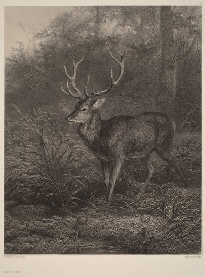 Tízágú szarvas alkotó: Karl Bodmer